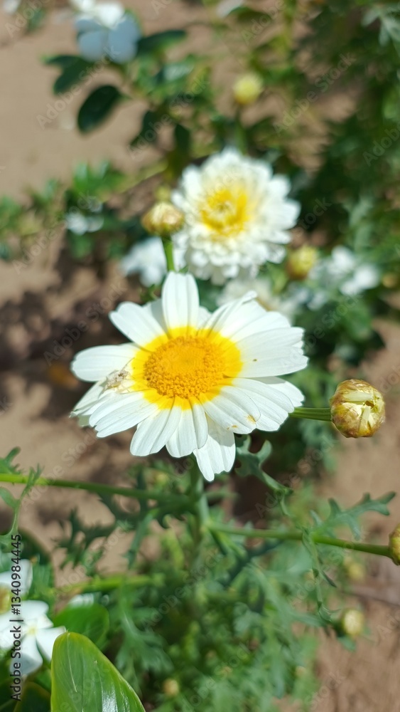 Obraz premium Chrysanthemum coronarium