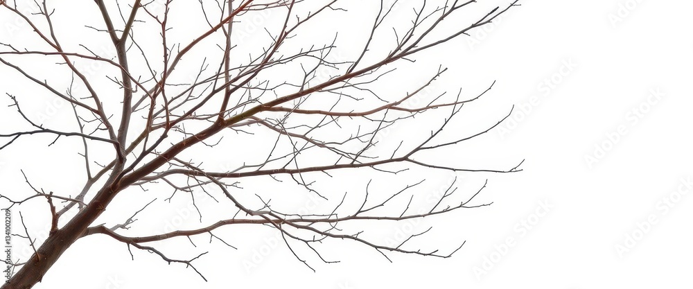 Fototapeta premium Bare, intertwined branches against pure white backdrop, winter, organic