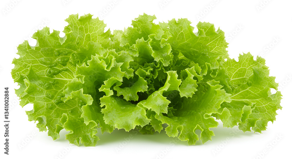 fresh green lettuce fresh green lettuce