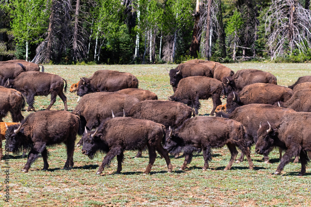 Herd of American plains bison (Bison bison) grazing on an open grassy field at Grand Canyon's North Rim. Pine forest in the background.
Herd of American plains bison (Bison bison) grazing on an open grassy field at Grand Canyon's North Rim. Pine forest in the background.