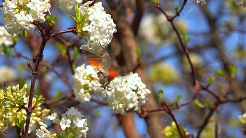 The hummingbird hawk-moth - Macroglossum stellatarum, butterfly of the hawk moth family collects nectar on a blooming viburnum in early spring in the garden, Ukraine
