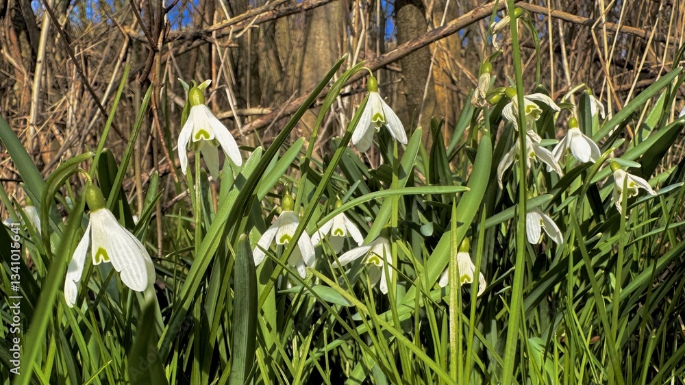 Snowdrops in Green Grass, Nature Scene Featuring Delicate White Snowdrops Blooming Amidst Lush Green Grass, Beauty of Spring Wildflowers and Natural Landscapes in a Serene, Selective Focus Snowdrops in Green Grass, Nature Scene Featuring Delicate White Snowdrops Blooming Amidst Lush Green Grass, Beauty of Spring Wildflowers and Natural Landscapes in a Serene, Selective Focus