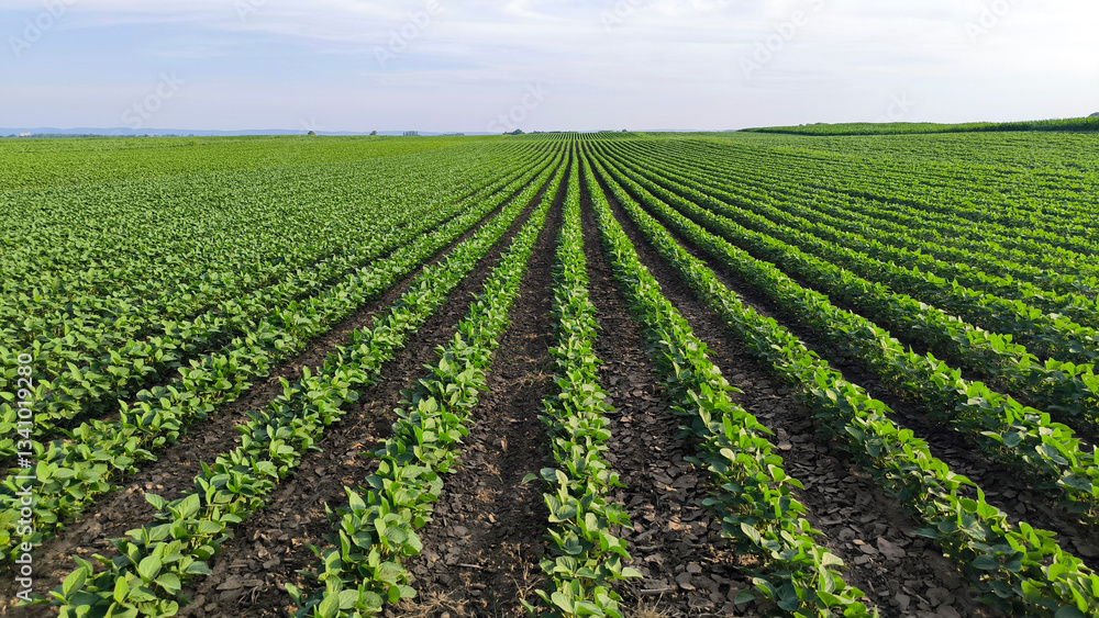 soybean field in the spring soybean field in the spring