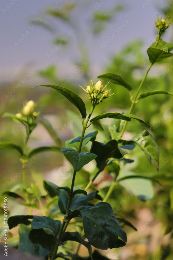 Obraz premium close up of a plant
