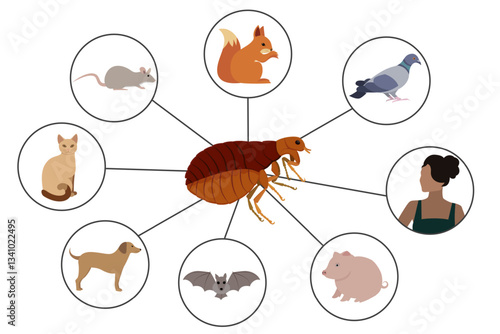 Flea Infestation, Exploring Common Hosts and Transmission to Humans