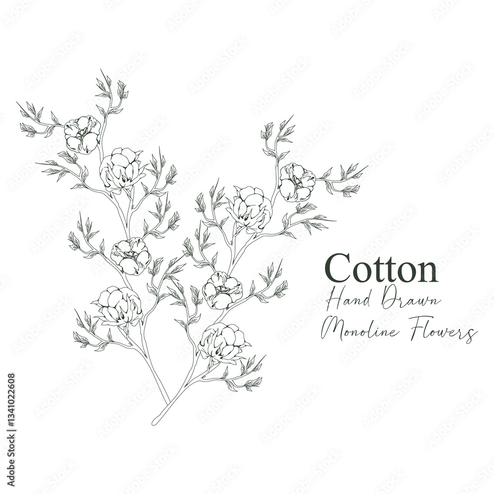 monoline vector illustration cotton flower sketch negative space. monoline vector illustration cotton flower sketch negative space.