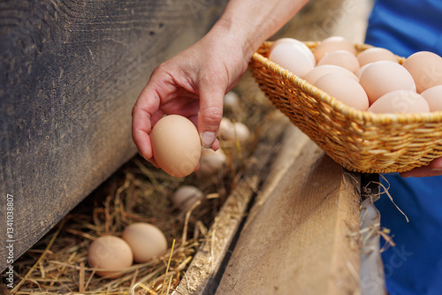 Farmer collecting fresh organic eggs from a nest into a wicker basket on a rural farm
