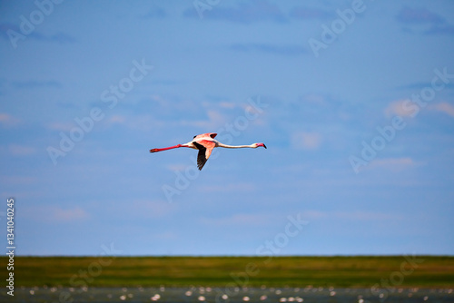 Wallpaper Mural Lonely flamingo against blue sky. A flock of pink flamingos in their natural environment. Flamingos are a type of wading bird in the family Phoenicopteridae.   Torontodigital.ca