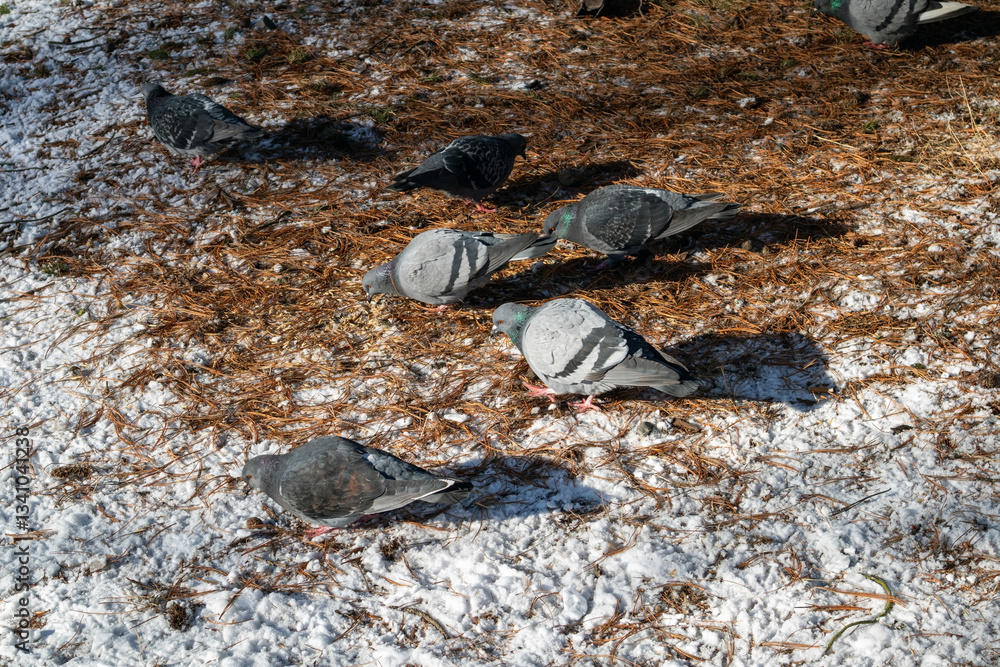 Fototapeta premium Domestic pigeons searching food in a city park