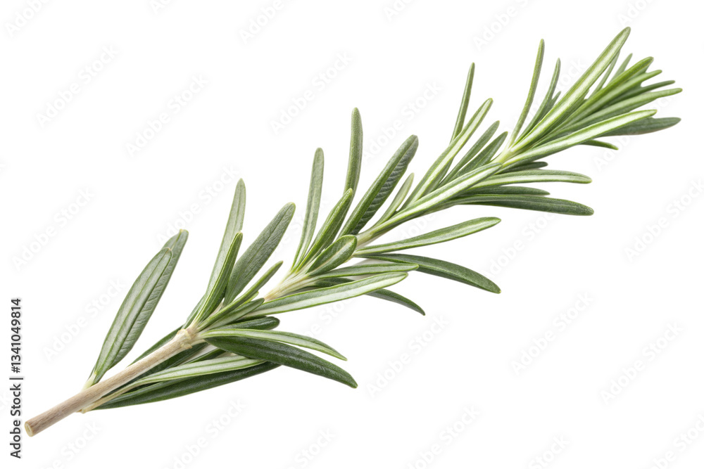 Fototapeta premium Rosemary twig isolated on transparent background. Png