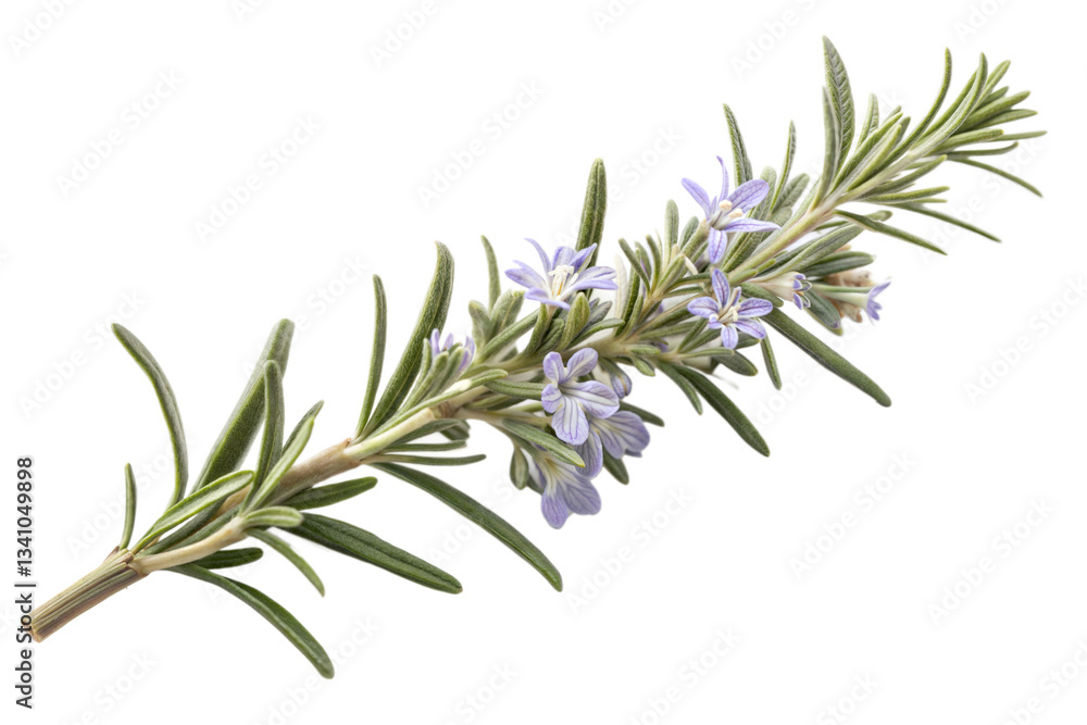 Fototapeta premium Rosemary twig isolated on transparent background. Png