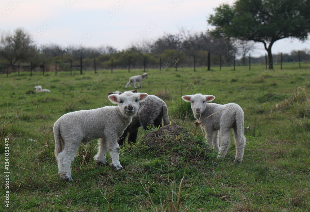 Fototapeta premium Lambs in the field looking at the camera