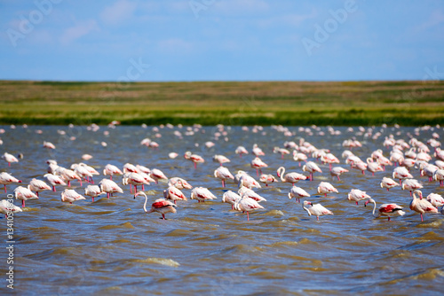 Wallpaper Mural A flock of flamingos on the lake.
A flock of pink flamingos in their natural environment. Blur effect. Flamingos are a type of wading bird in the family Phoenicopteridae Torontodigital.ca