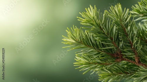 A detailed close-up of lush pine tree branches captures the beauty of nature, showcasing their vibrant greens set against a diffused background that evokes a sense of calm.