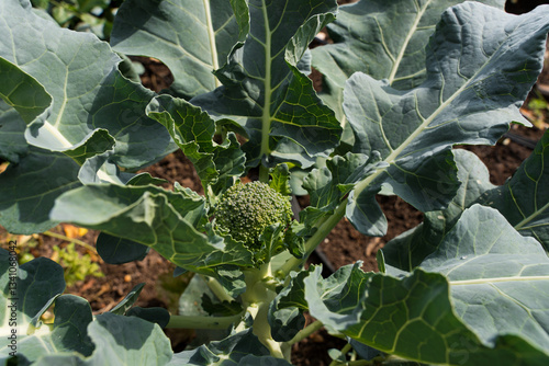 Broccolipflanze im Beet