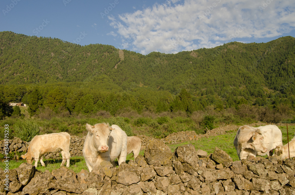 Fototapeta premium Charolais breed cattle. El Paso. La Palma. Canary Islands. Spain.