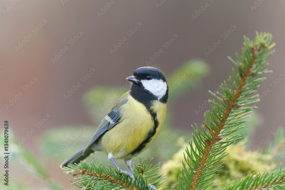 Fototapeta premium A cute great tit sits on a spruce twig. Portrait of a great tit in the nature habitat. Parus major.