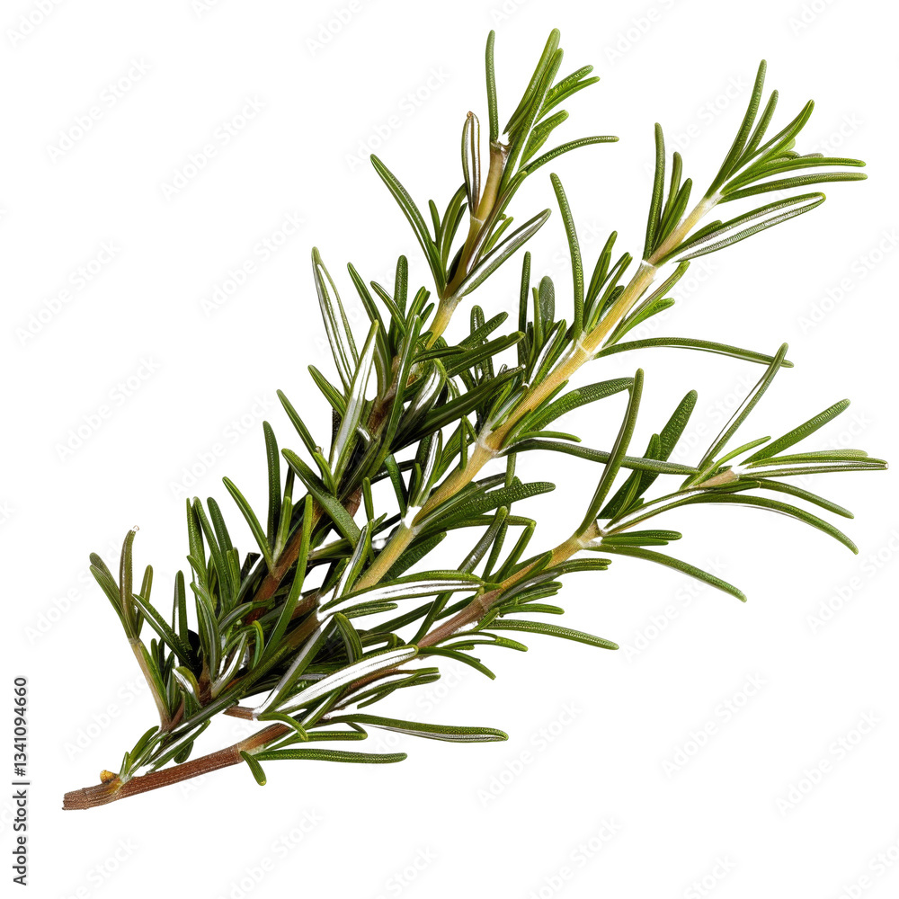 Fototapeta premium Fresh Rosemary Herb Sprig Isolated on White Background Ideal for Culinary and Aromatic Uses