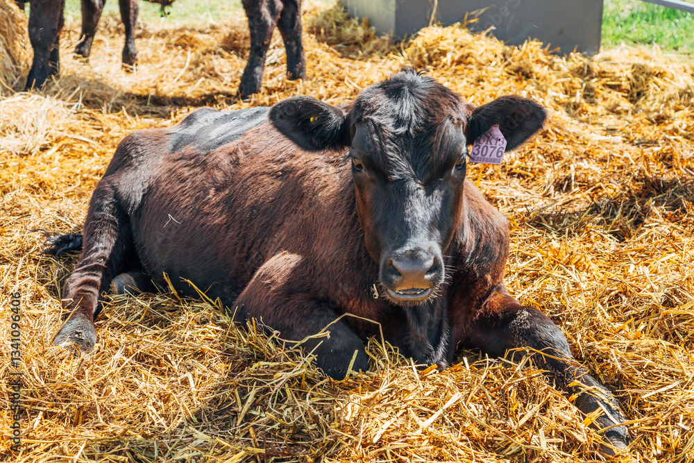 Black angus calf portrait laying in hay straw Black angus calf portrait laying in hay straw