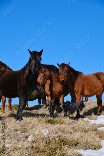 Horses flocking at Trem mountain in Suva planina national park, Serbia