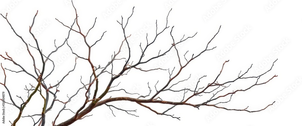 Fototapeta premium Bare, twisted branches isolated against a pure white backdrop, photography, stark