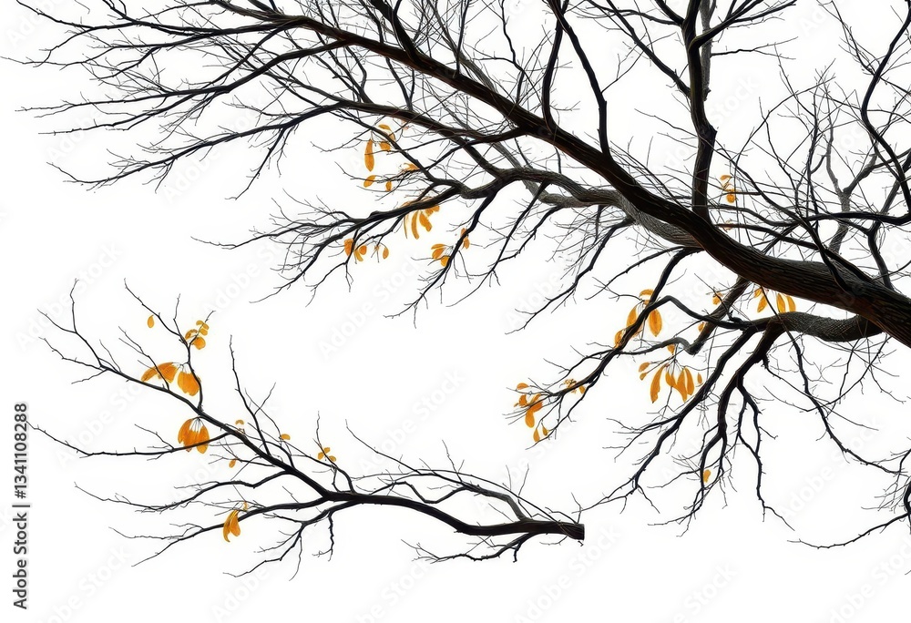 Fototapeta premium Single deciduous tree, stark branches against pure white, wood, branches