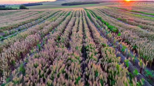 Golden Whisper: Timelapse of Swaying Wheat Fields at Golden Hour
