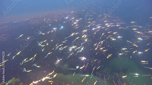 Mystic Waters: Slow Motion Underwater Life in a Bioluminescent Bay