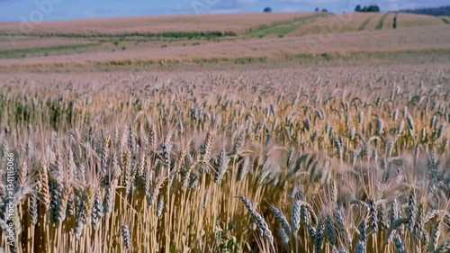 Rustic Countryside: Wheat Fields Swaying in the Wind
