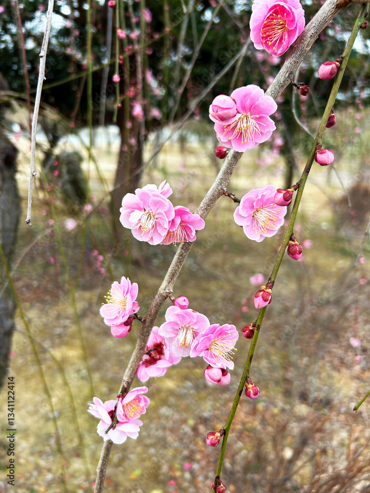 Obraz premium ピンクの梅の花