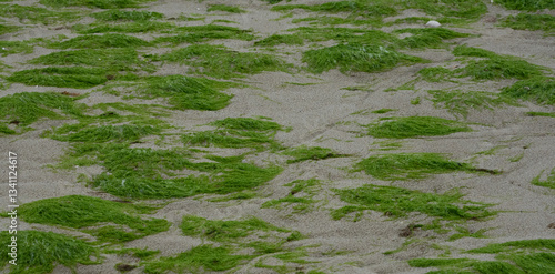 Grüne Algen im Sandstrand