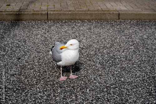 Möwe auf Asphalt