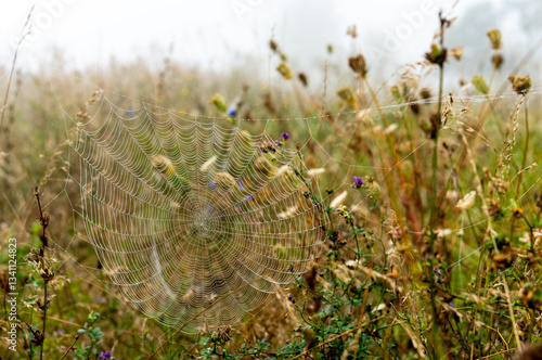 Spinnennetz auf wilder wiese