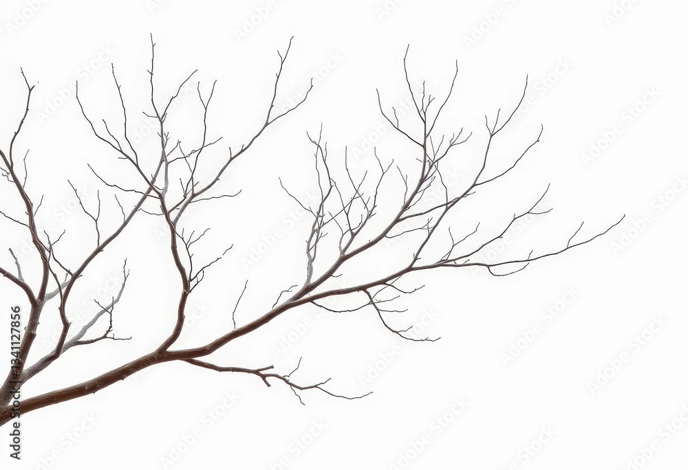 Fototapeta premium Bare, intricately branched tree limbs against a pure white backdrop, tree, component