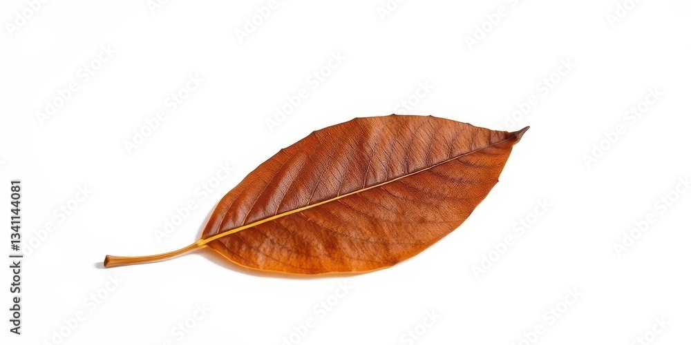 Single abandoned leaf on stark white backdrop, withered, simple Single abandoned leaf on stark white backdrop, withered, simple
