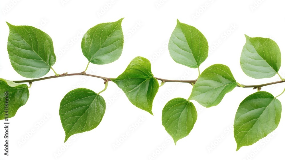 Fresh green leaves emerging from branches, symbolizing the renewal of spring Fresh green leaves emerging from branches, symbolizing the renewal of spring