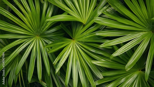 Lush Green Palm Leaves Tropical Foliage Natural Texture Background