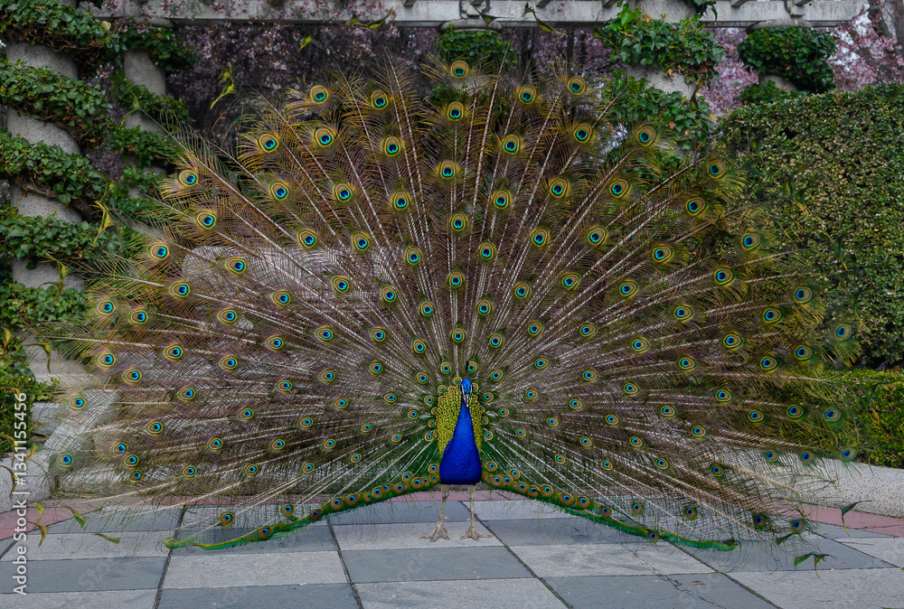 Obraz premium a peacock with its feathers spread