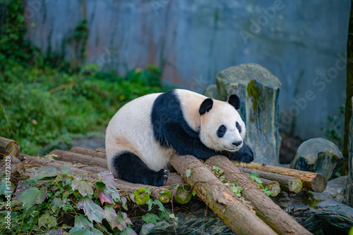 Very cute giant pandas are playing