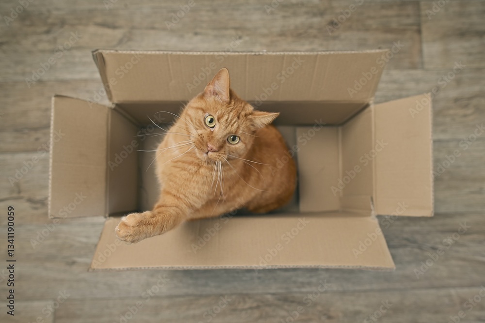 Fototapeta premium Playfull orange cat sitting in a cardboard box and looking curious up to the camera. High angle view..
