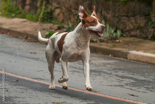 Cão Correndo Dog Running on the street