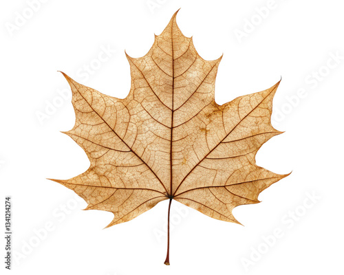 Wallpaper Mural Dried maple leaf with intricate vein patterns on a transparent background Torontodigital.ca
