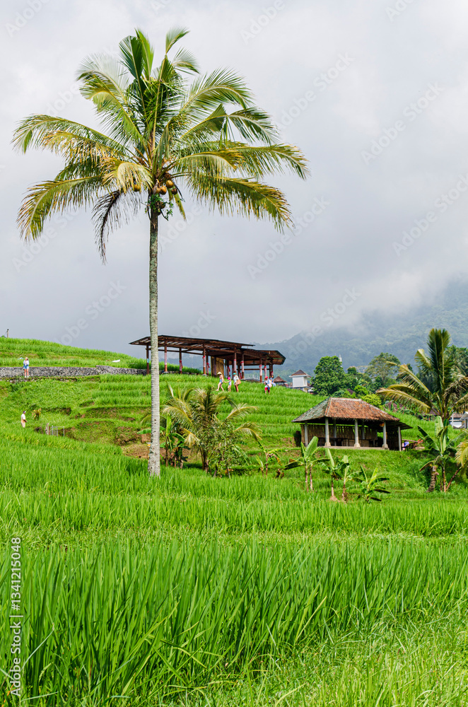 Fototapeta premium rice terrace in bali