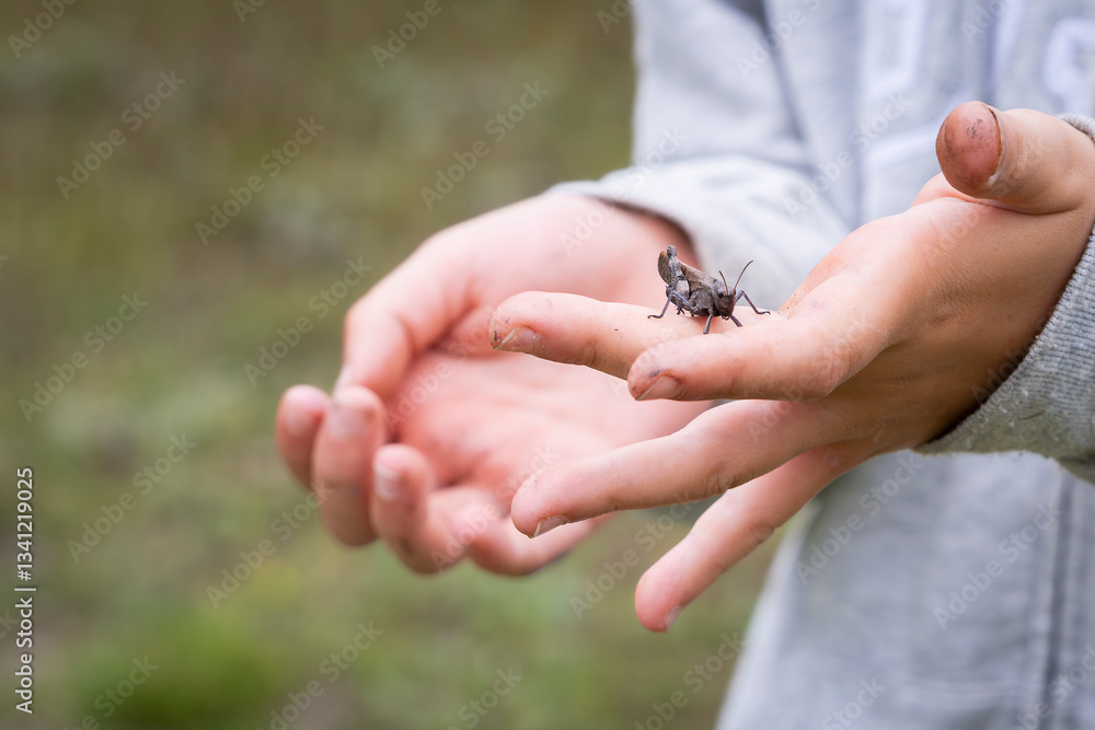 Obraz premium Rattle grasshopper, scientific name psophus stridulus, male. A Rattle Grasshopper sitting on the hand, sunny day in summer. 