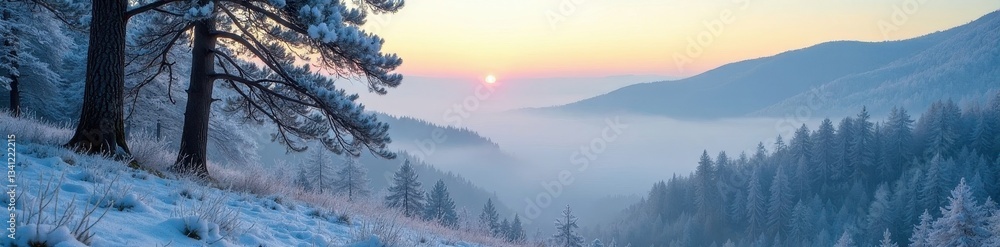 Obraz premium Hoarfrost clings to ancient pines, misty valley below , trees, shadows