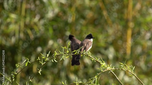 4k Video Close up of Birds Perched on a Branch in a Vibrant Green Tree