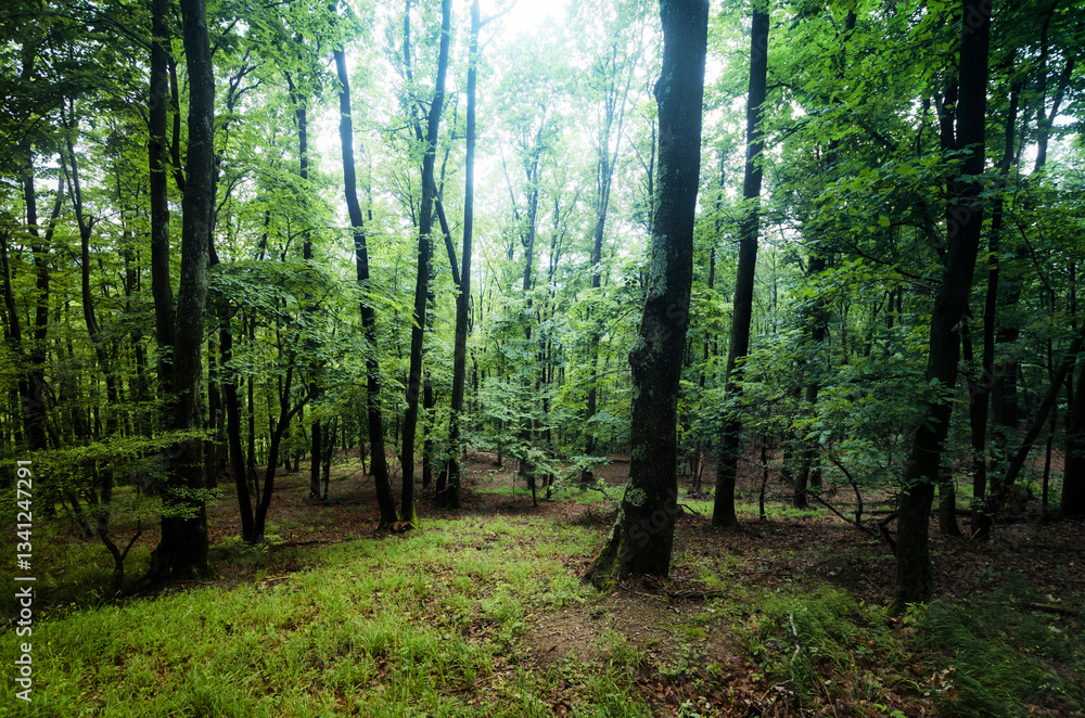 natural oak forest in summer with green grass natural oak forest in summer with green grass