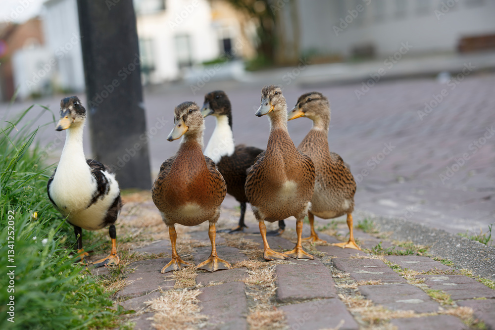 Fototapeta premium Ducks walking on a cobblestone path in a quaint village during a sunny afternoon