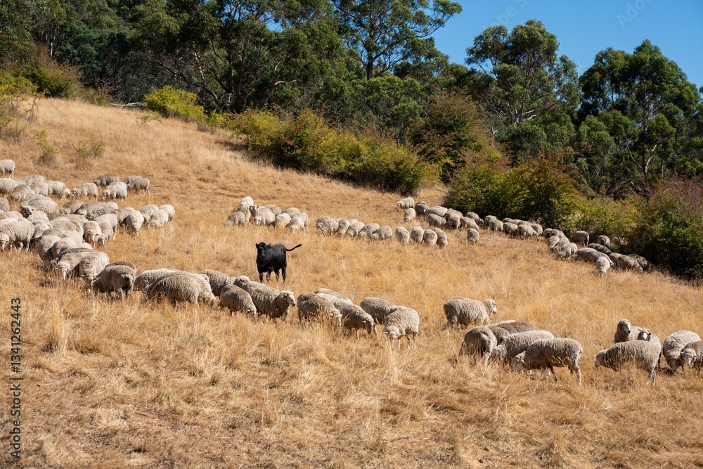 Merino sheep, grazing and eating grass in New zealand and Australia Merino sheep, grazing and eating grass in New zealand and Australia