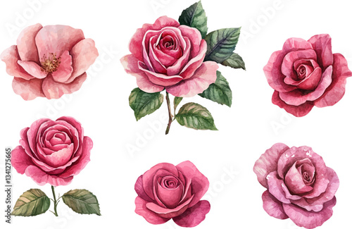 set of roses vector illustration